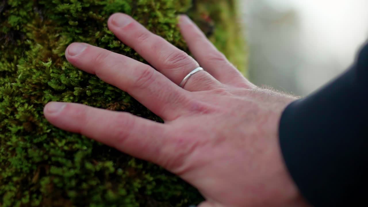 Hand caressing green moss on tree trunk in forest. Slow motion close up of person connecting with nature outdoors. High frame rate shot of tactile sensation and environmental texture