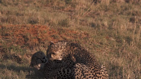 dos guepardos jugando juntos en la sabana africana al atardecer