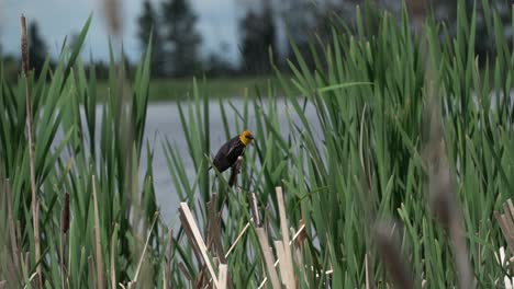 Yellow-headed-blackbird-standing-on-a-branch-near-a-lake-moving-its-leg-in-slow-motion