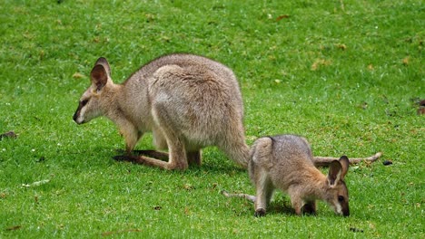 wallaby kangaroos graze in a field in australia