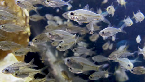 lots of fish swimming around in an aquarium