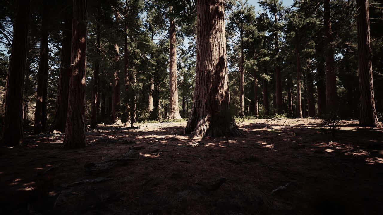 Sequoie giganti d'estate nel Parco Nazionale di Sequoia