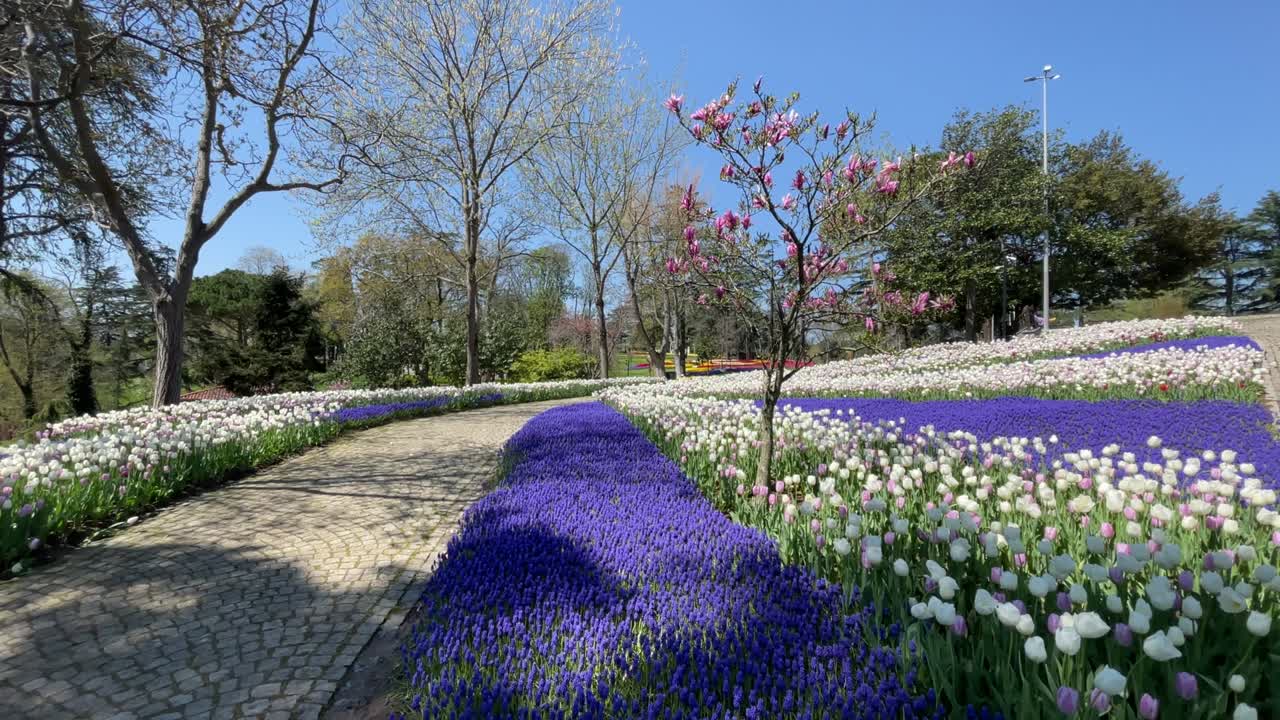 el festival de los tulipanes de estambul.