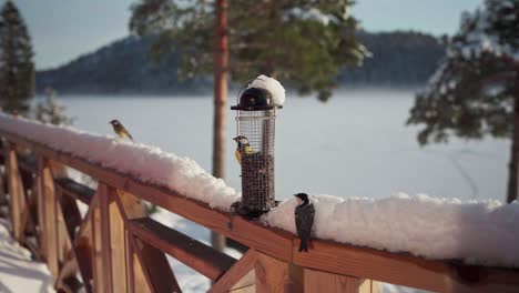 flock of birds perch and feeding on seeds feeder outside a wooden cabin during winter near trondheim in norway