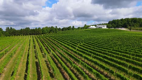 green lines of grape plants and building complex in usa, aerial view
