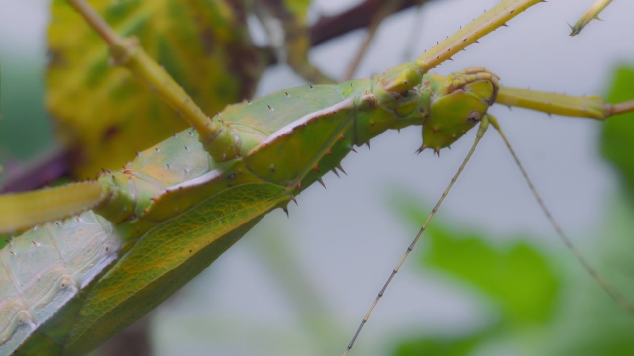 Primer plano de una ninfa de la selva o insecto palo colgando de un árbol