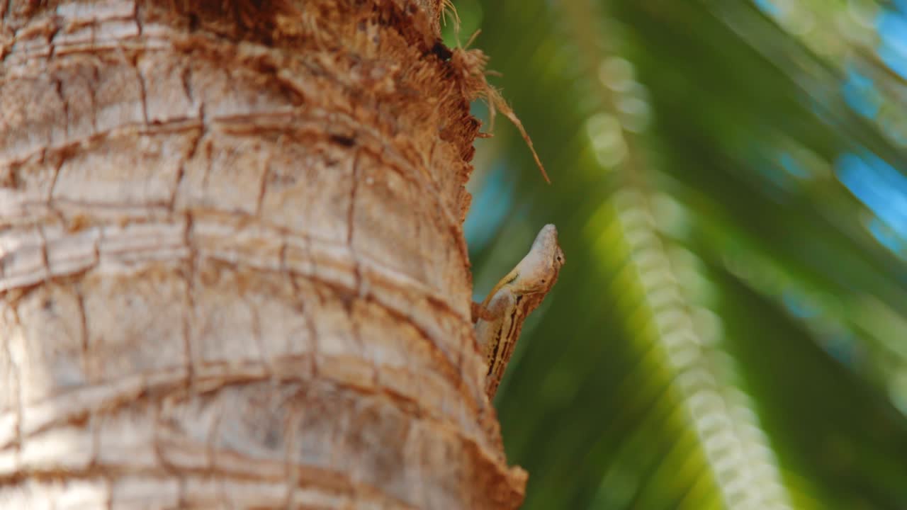 anolis rayado sentado en una palmera trepando, curacao