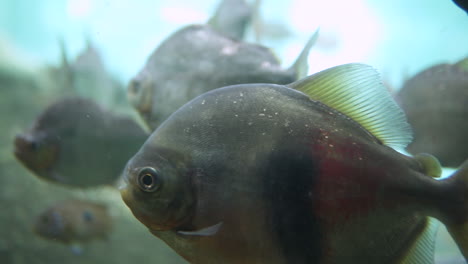 silver pirnaha from the amazon swimming around in an aquarium