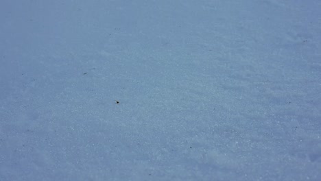 Big-snowballs-rolling-down-the-hill-in-slow-motion-in-the-black-forest-in-Germany