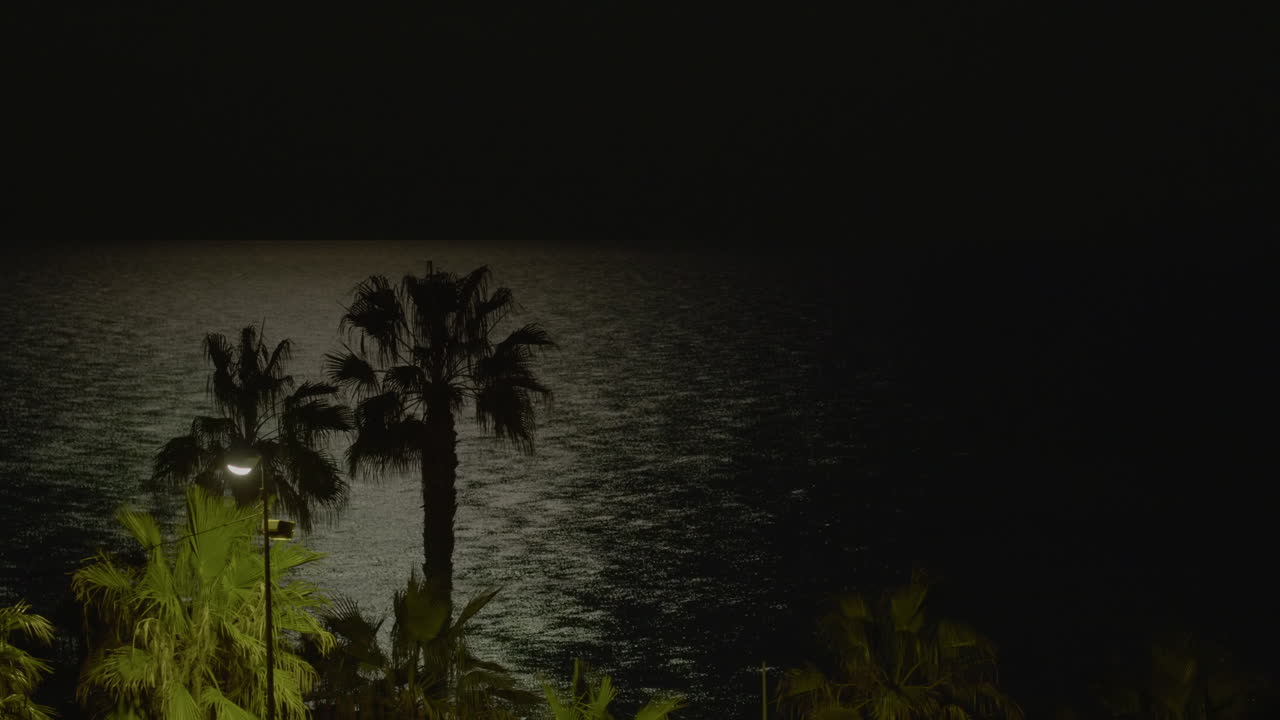 silhueta de la noche de la palma