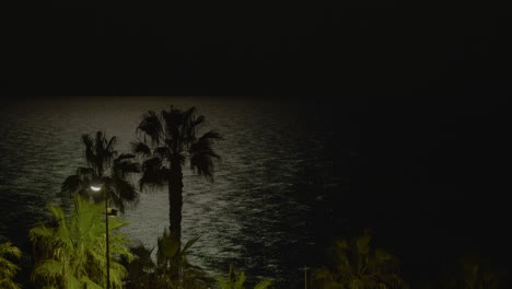 palm silhouet nacht