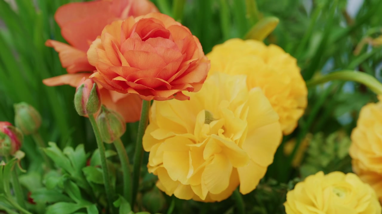 Bellissimo primo piano di fiori gialli e arancioni in fiore che si muovono delicatamente alla luce naturale.