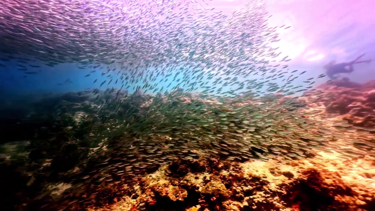 En dynamisk fiskestime hvirvler over de farverige koralrev i Moalboal og skaber en fascinerende undervandsscene. Ideel til havlivsdokumentarer og rejseindhold.