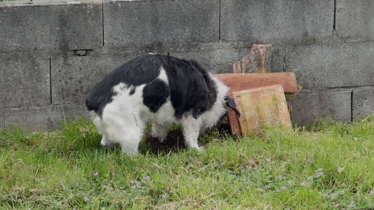 un lindo perro blanco y negro enterrando un objeto bajo azulejos en el patio trasero