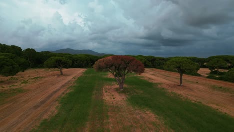 cinematic aerial drone flight of pine tree forest in maremma national park in tuscany, italy