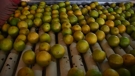 Oranges ready to be selected