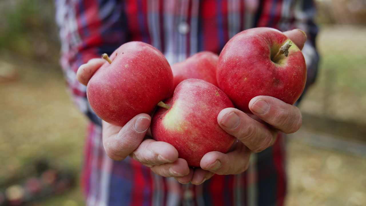 Male old hands hold four red ripe apples. Close up. Man moving the fruit in his hands.