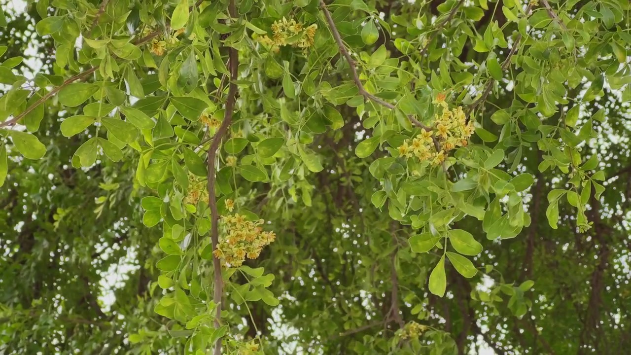 Vista ravvicinata dei rami dell'albero di woodapple (Kaitha) con grappoli di piccoli fiori giallastri e foglie verdi lussureggianti che pendono naturalmente alla luce soffusa del giorno all'aperto!