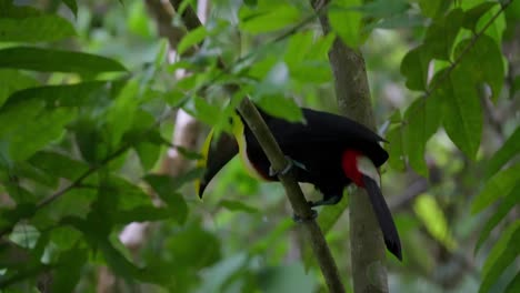 Chestnut-Mandibled-toucan-bird-perched-on-branch-in-between-lush-fluttering-leaves