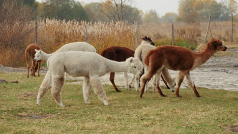 alpaca herd in a field