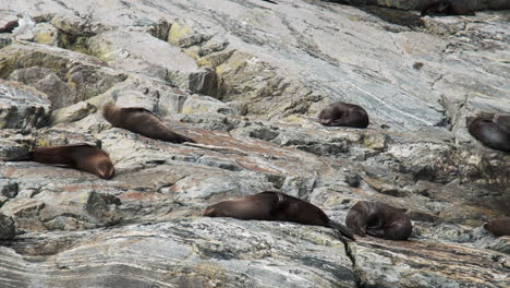 sea lions sunbathing on colossal coastal boulders along the shoreline