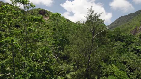 Drone-over-national-park,-anse-major-nature-trail,-reveal-shot-of-the-forest