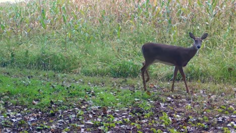 Weißwedelhirsche-Knabbern-Im-Frühherbst-Am-Gras-Am-Rande-Eines-Maisfeldes