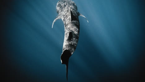 Stunning-outline-of-whale-shark-against-deep-blue-water-with-light-rays-on-grey-skin