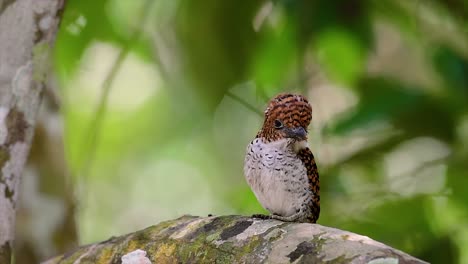 un martín pescador de árboles y una de las aves más hermosas que se encuentran en tailandia dentro de las selvas tropicales