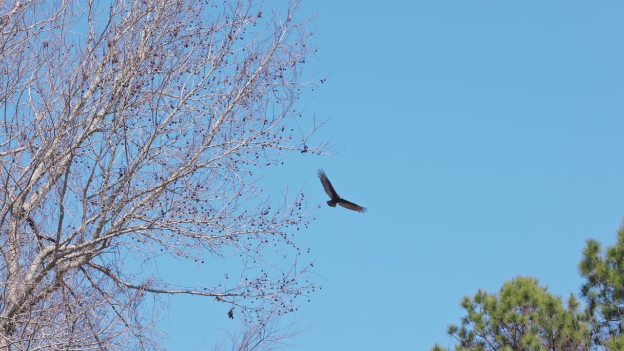 여름에 푸른 나무와 푸른 하늘 사이에서 먹이를 사냥하는 넓은 날개를 가진 매의 서사시 트랙 샷