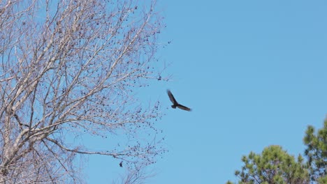 epic track shot of hawk with wide wingspread hunting for prey between green trees and blue sky in summer