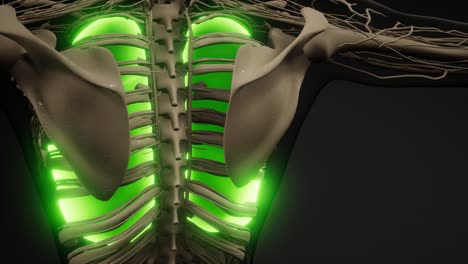 examen radiológico de los pulmones humanos