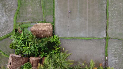 Balinese-Farmer-Sowing-Seeds-on-Flooded-Rice-Fields-Surrounding-Thatch-Hut,-Aerial