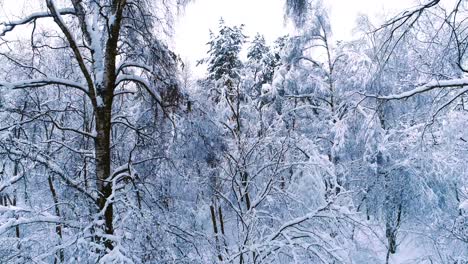 Verschneite-Äste-Im-Wald.-Wintermärchen-Hintergrund