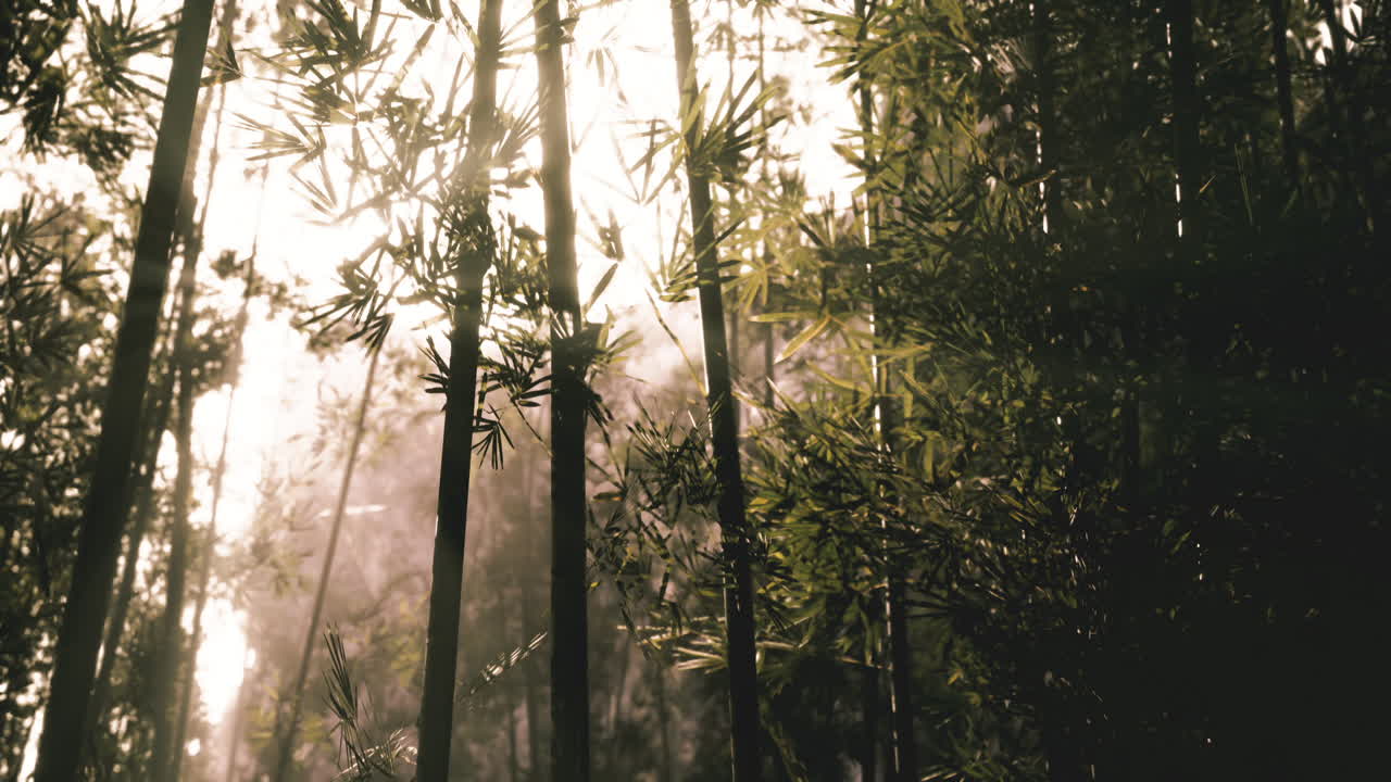 la luz del sol filtrándose a través del bosque de bambú en las primeras horas de la mañana