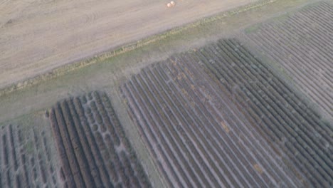volando lentamente hacia adelante sobre campos de lavanda fuera de temporada para revelar tierras de cultivo y pacas de heno