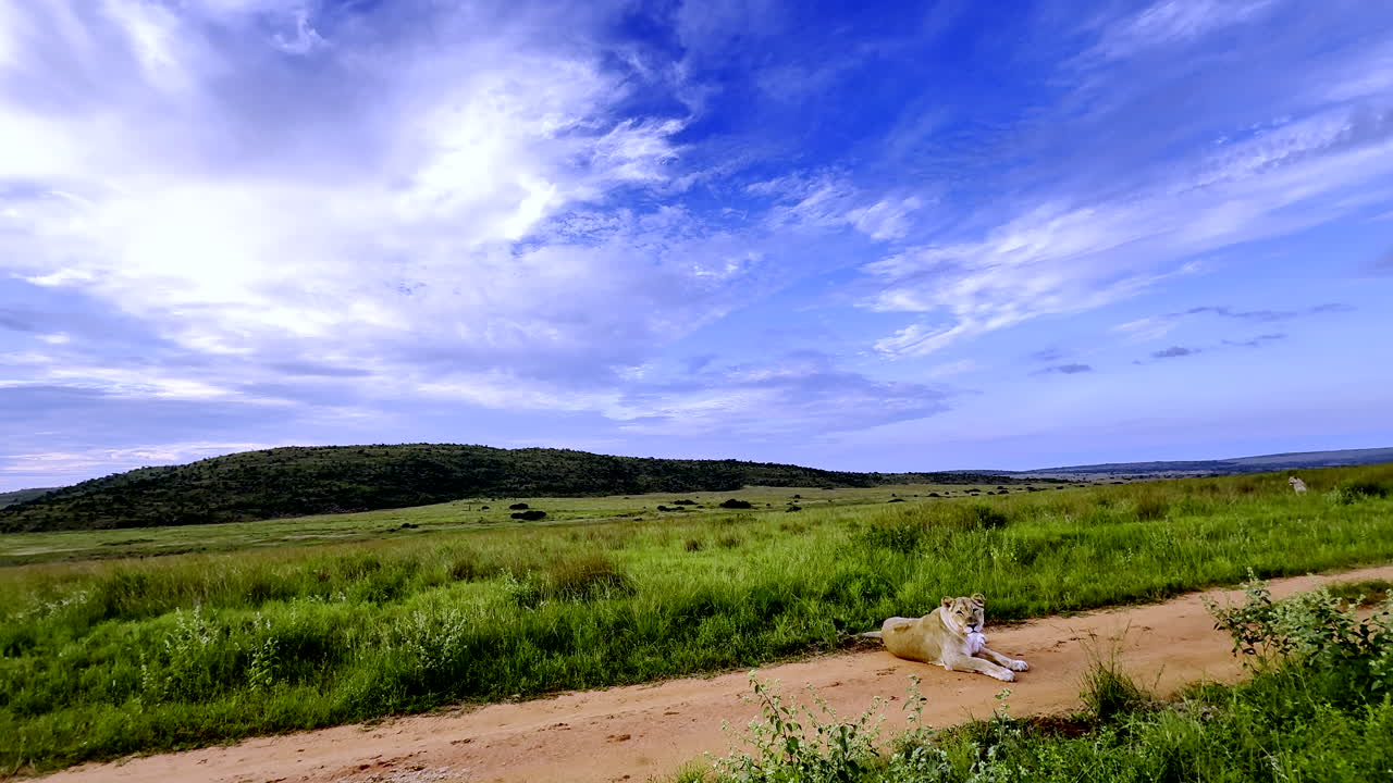A lioness watching closely as a photographer captures her in a wide-angle shot in nature