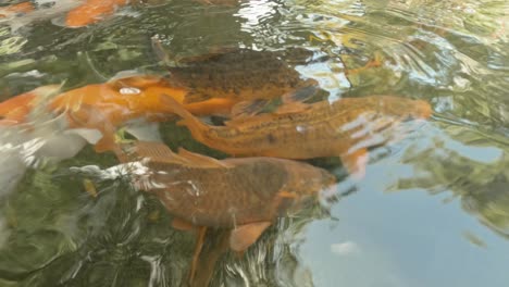 koi fish swimming around in beautiful peaceful shallow pond near water surface