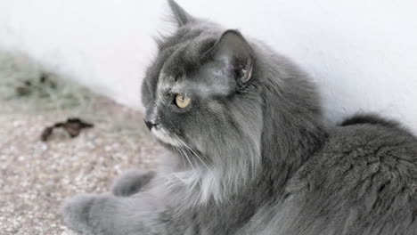 Gray-Persian-Chinchilla-female-adult-cat-with-yellow-eyes-laying-on-the-ground-breathing-heavily-and-looking-around