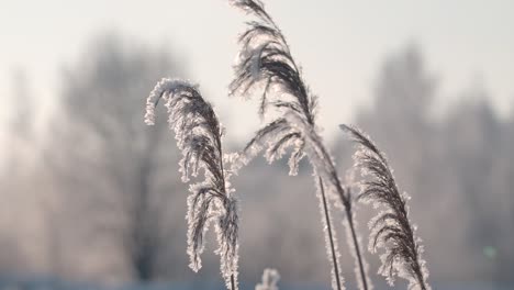 frozen grass in winter