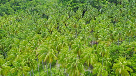 flying above dense lush green tropical palm trees jungle