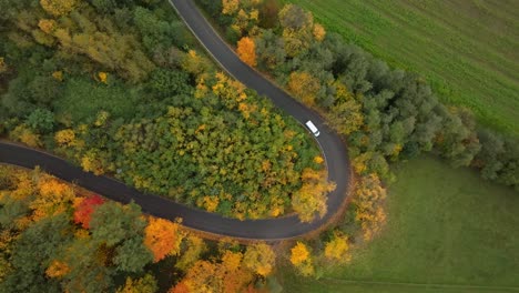 a car driving along a road among autumn nature