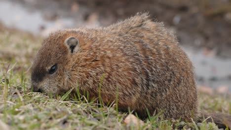 marmota comiendo hierba en el campo