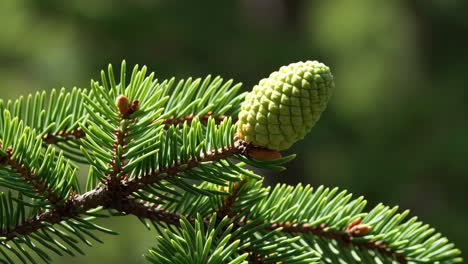 close-up of a young green pine cone on a conifer branch
