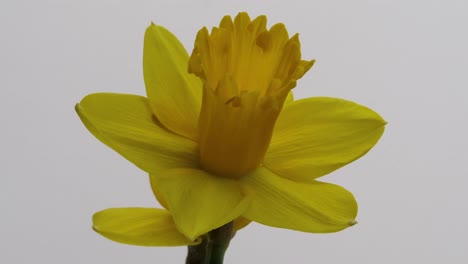 close up macro on a yellow daffodil flower blooming and swaying in the wind, on white background in studio