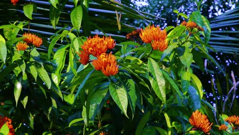 Wunderschöne-Orangenblüten-Heben-Sich-Von-Den-Tiefgrünen,-Schmalen-Blättern-Eines-Busches-Ab