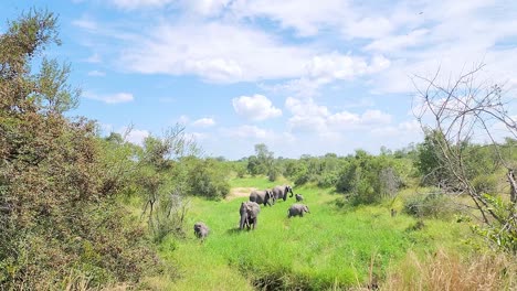 Elefantes-De-La-Sabana-Africana-Comiendo-En-Una-Exuberante-Hierba-Verde