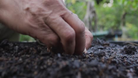 Hände-Eines-Afroamerikanischen-Männlichen-Gärtners,-Der-Im-Gartencenter-Setzlinge-Pflanzt