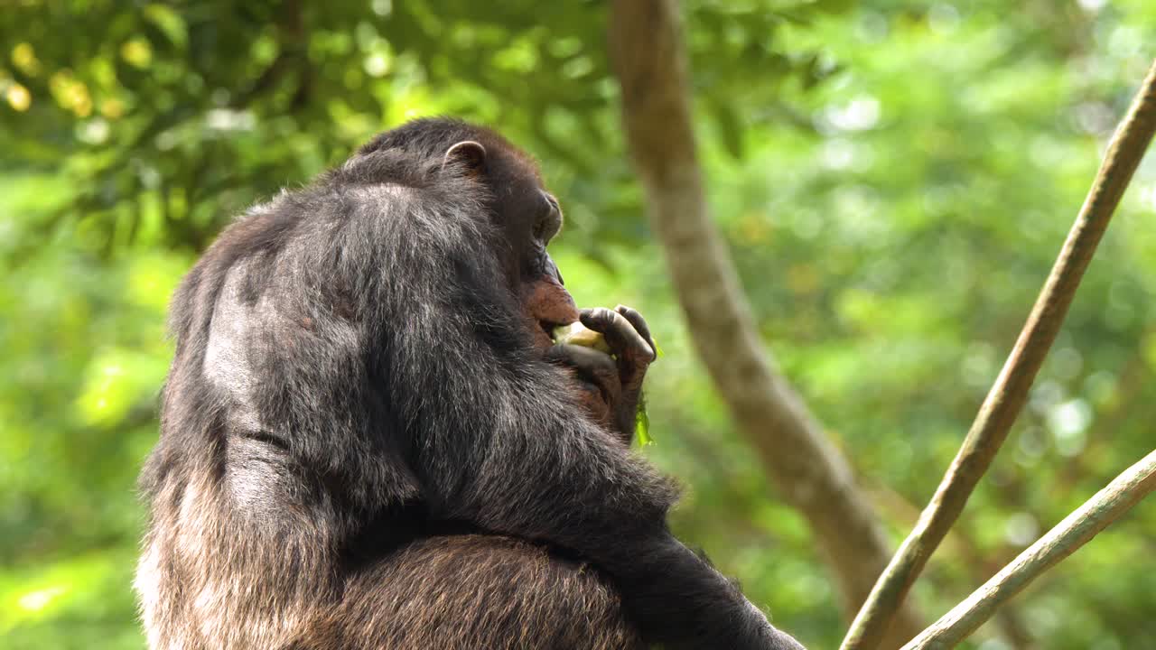 Uno scimpanzé è seduto su un ramo alto che mangia foglie verdi all'interno di una lussureggiante foresta tropicale