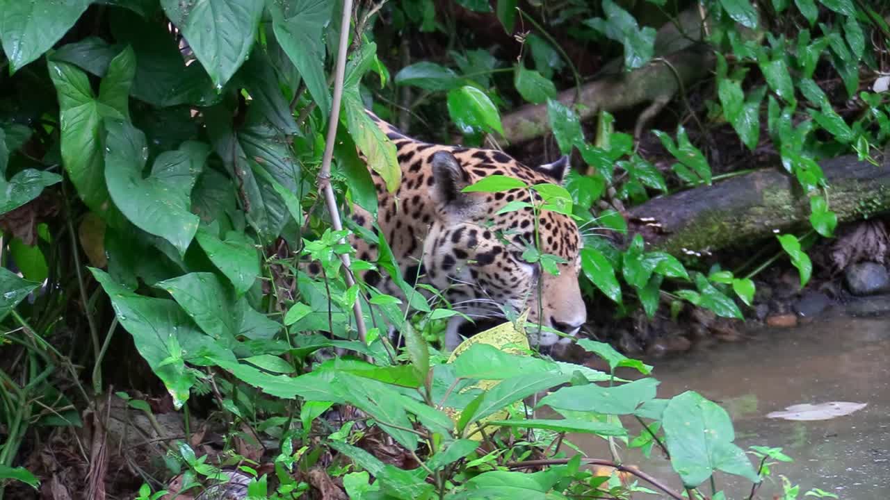 un hermoso jaguar camina por un río en la selva 2